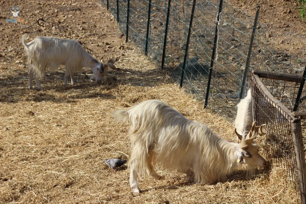 Agrigento Valle de los Templos (42)