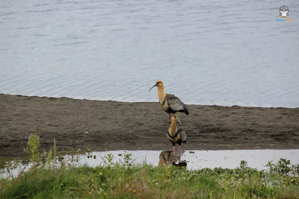 Frutillar_13