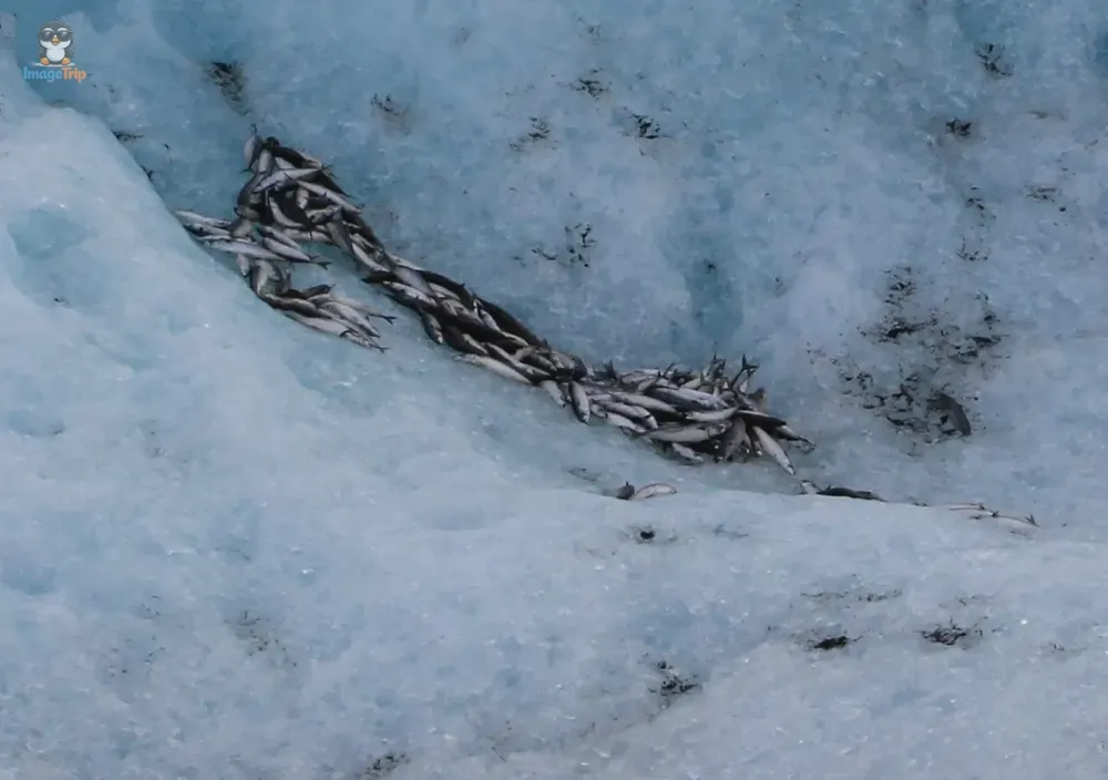 Jokulsarlon 60