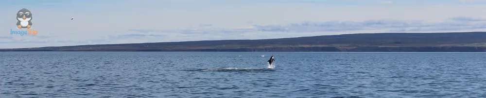 Ballenas_360h