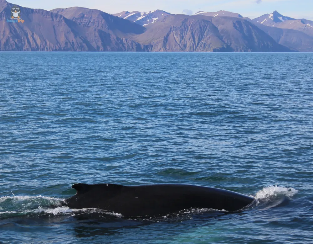 Ballenas 11