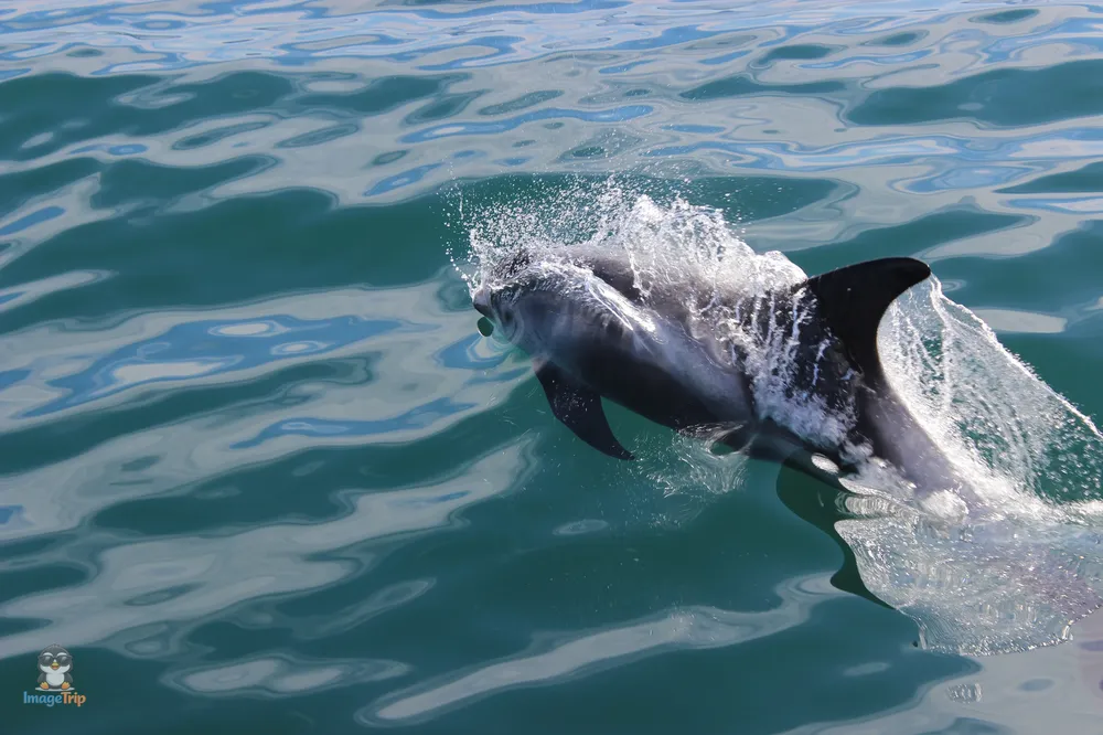 Ballenas 41