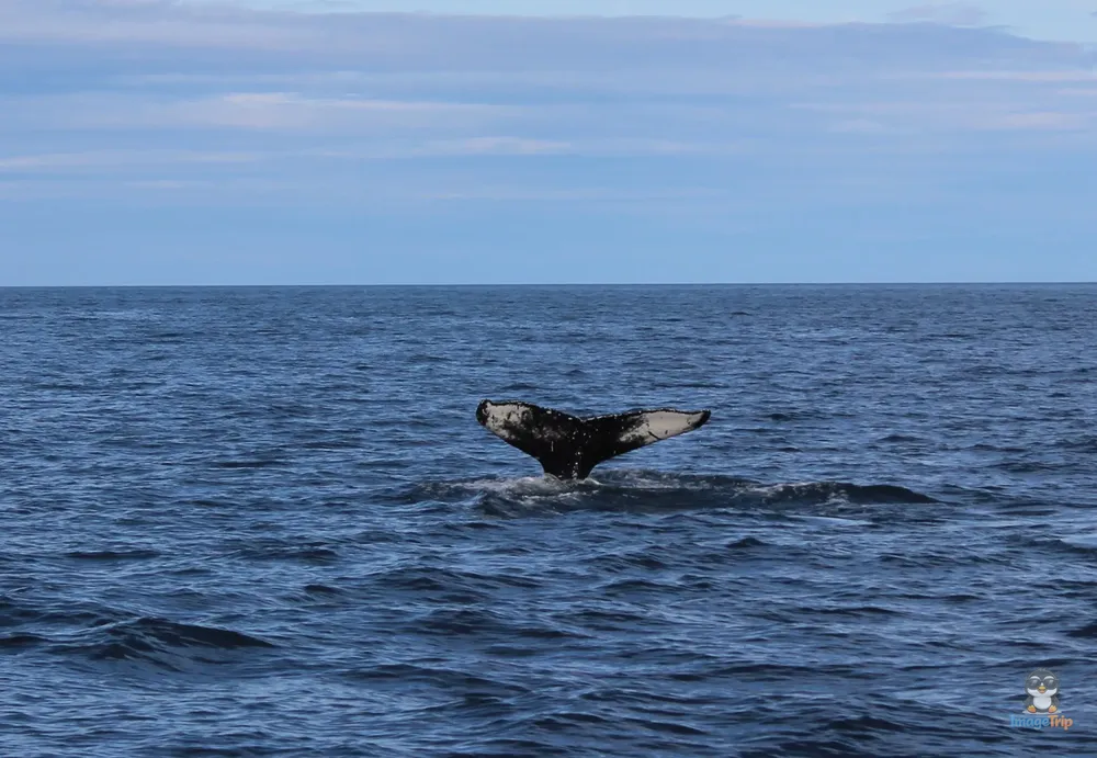 Ballenas 10