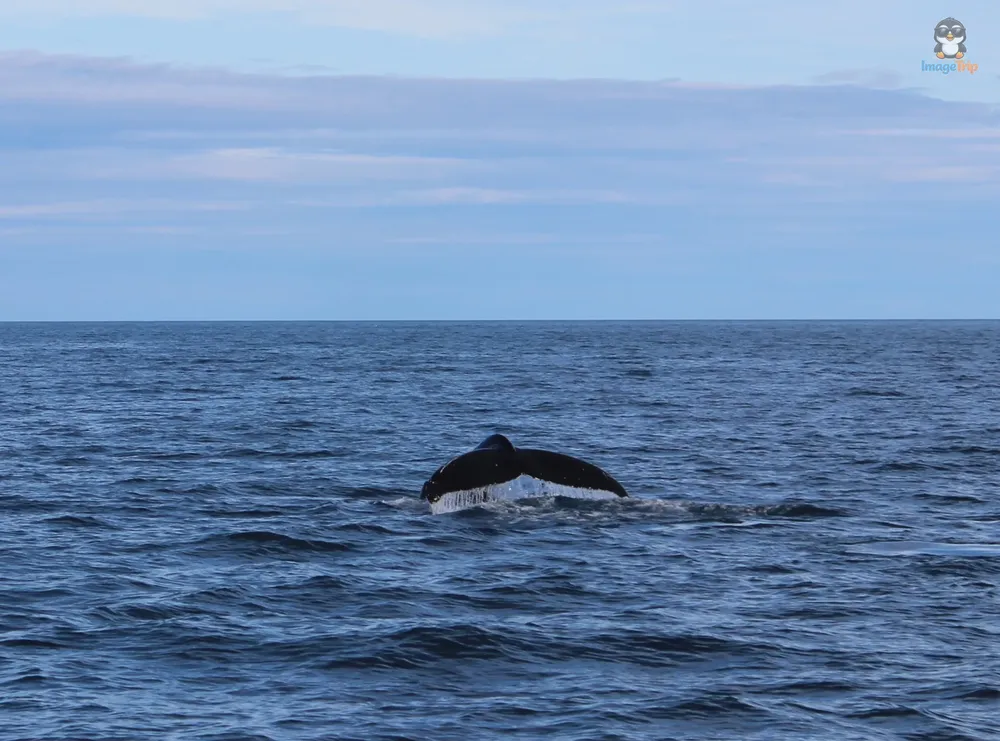 Ballenas 9