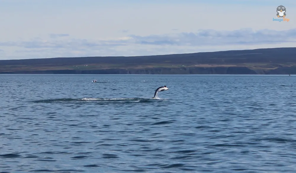 Ballenas 35