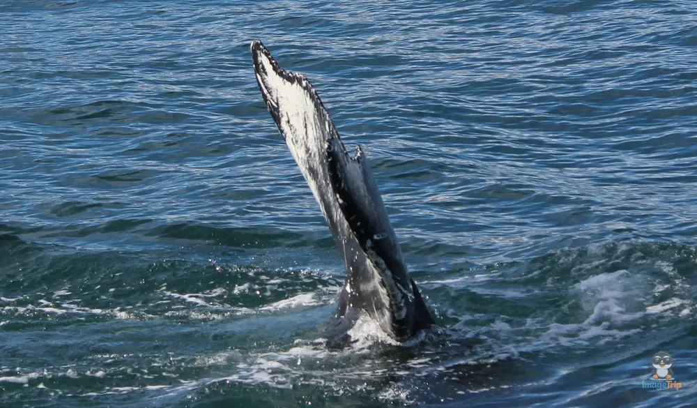 Ballenas 14