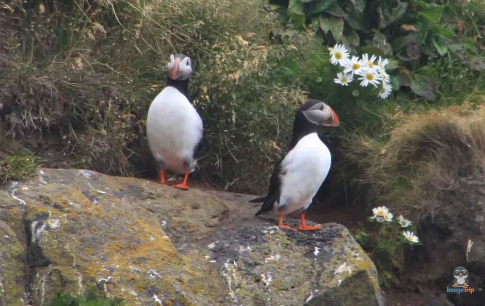 Puffin 2