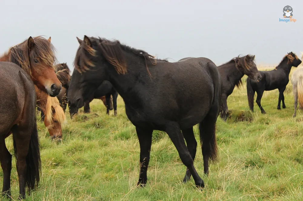 Caballos 15