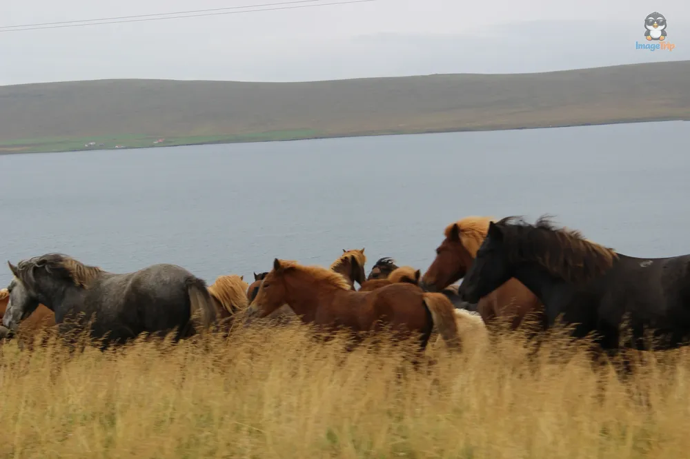 Caballos 6