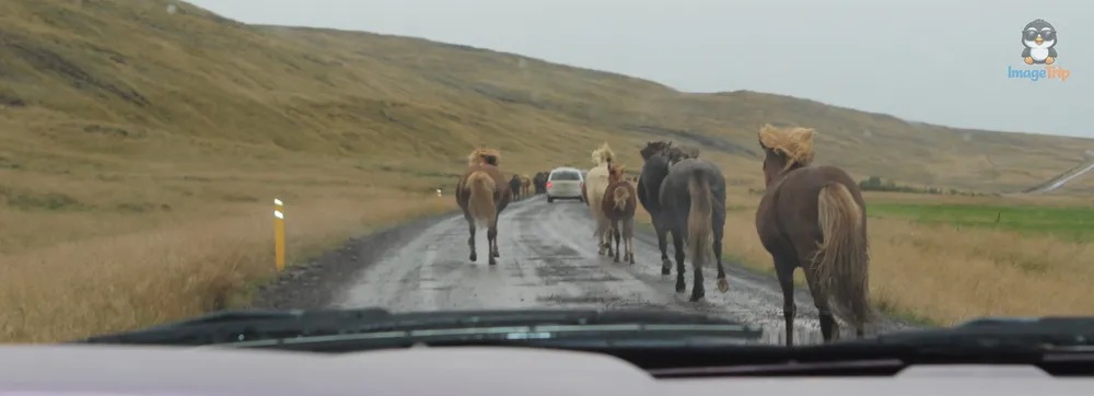 Caballos 4