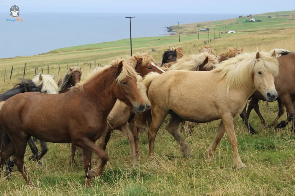 Caballos 22