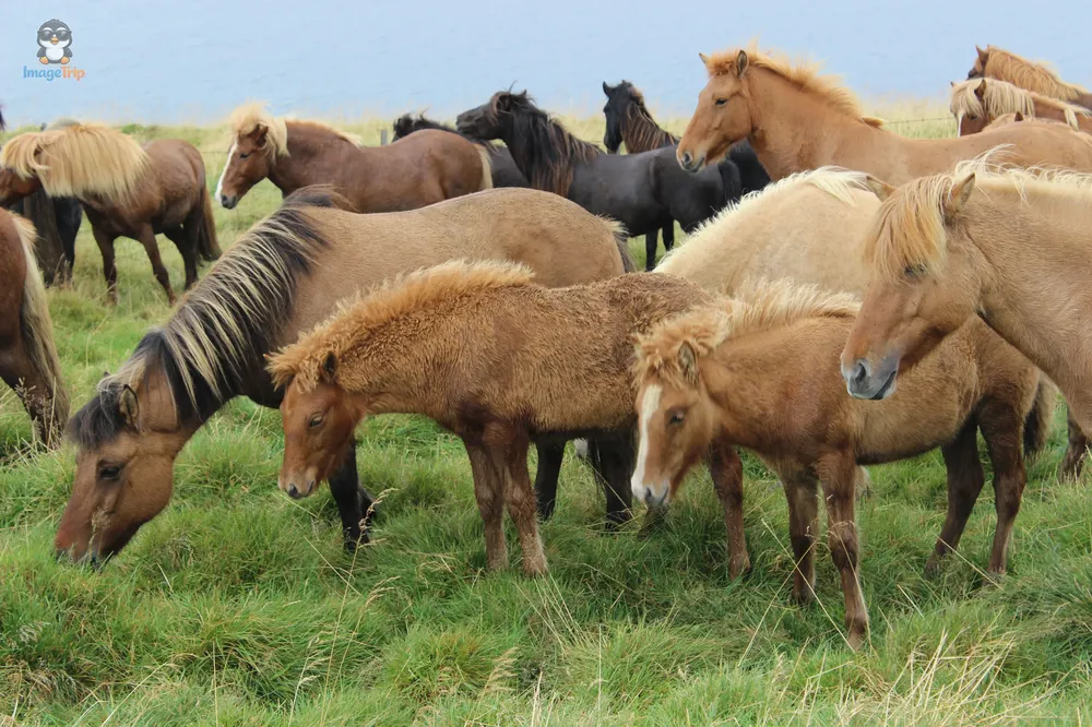 Caballos 19