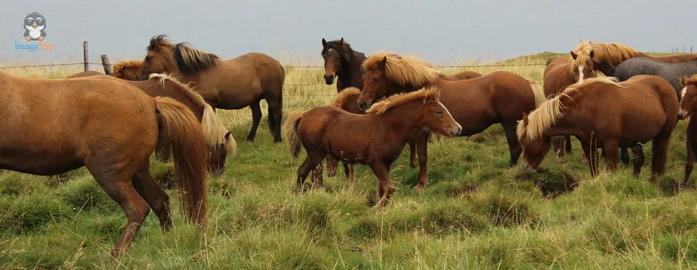 Caballos 11