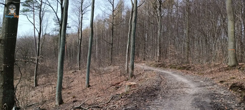 Oliwa